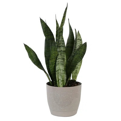 Snake Plant in Décor Planter | Wayfair North America