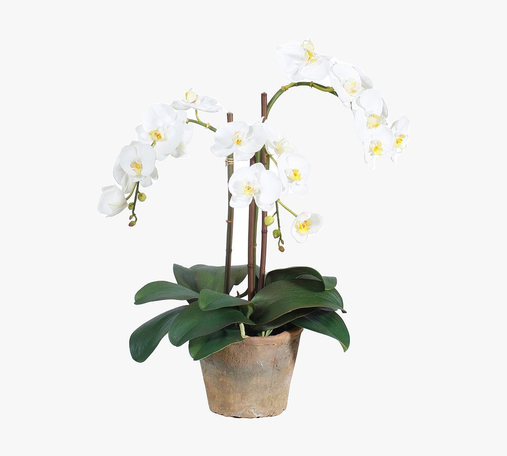Faux Phalaenopsis In Planter, 14""diam., White | Pottery Barn (US)