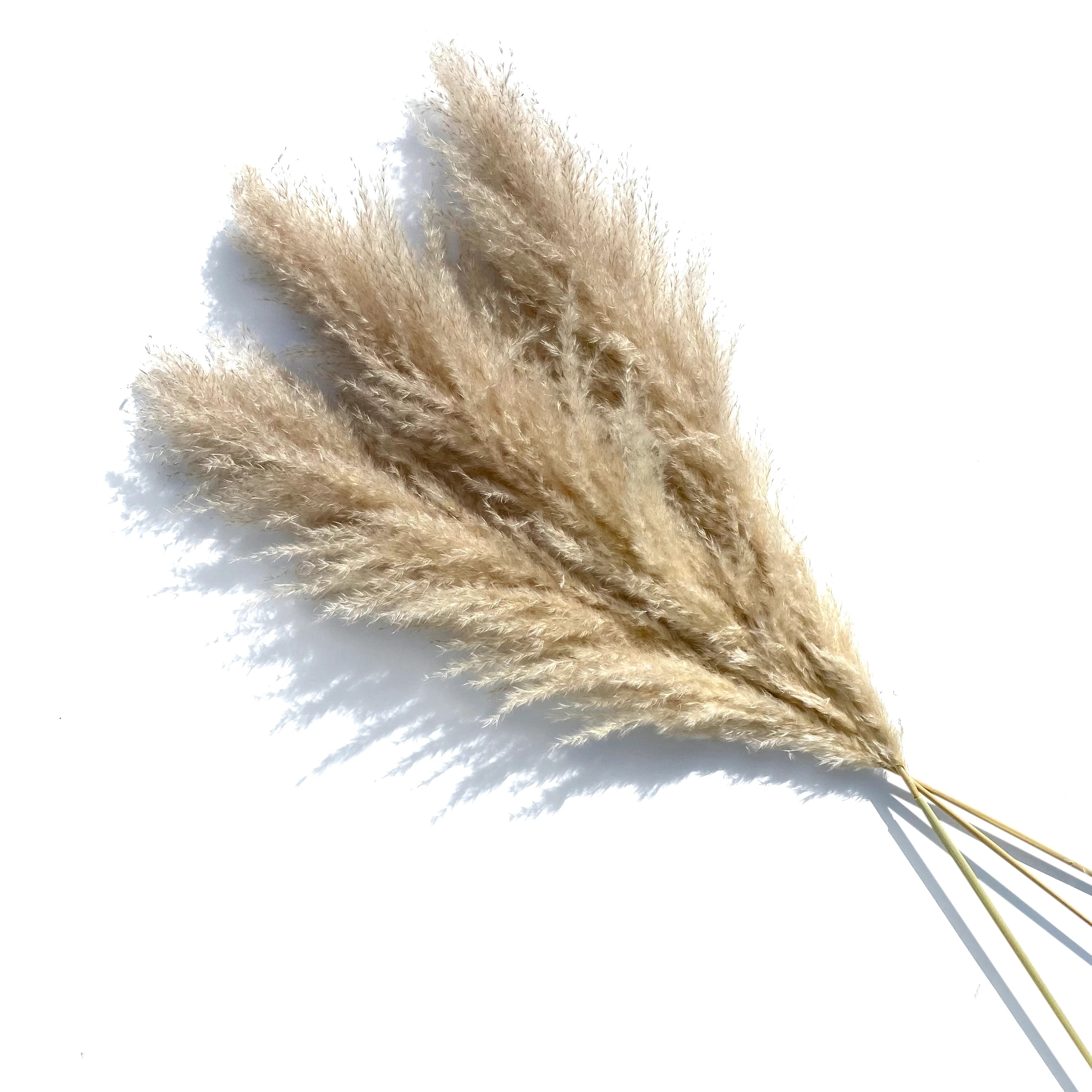 Natural Luxe Pampas Grass, Set of 3 | StyleMeGHD