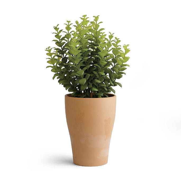 Outdoor Eucalyptus Potted Plant | Frontgate | Frontgate