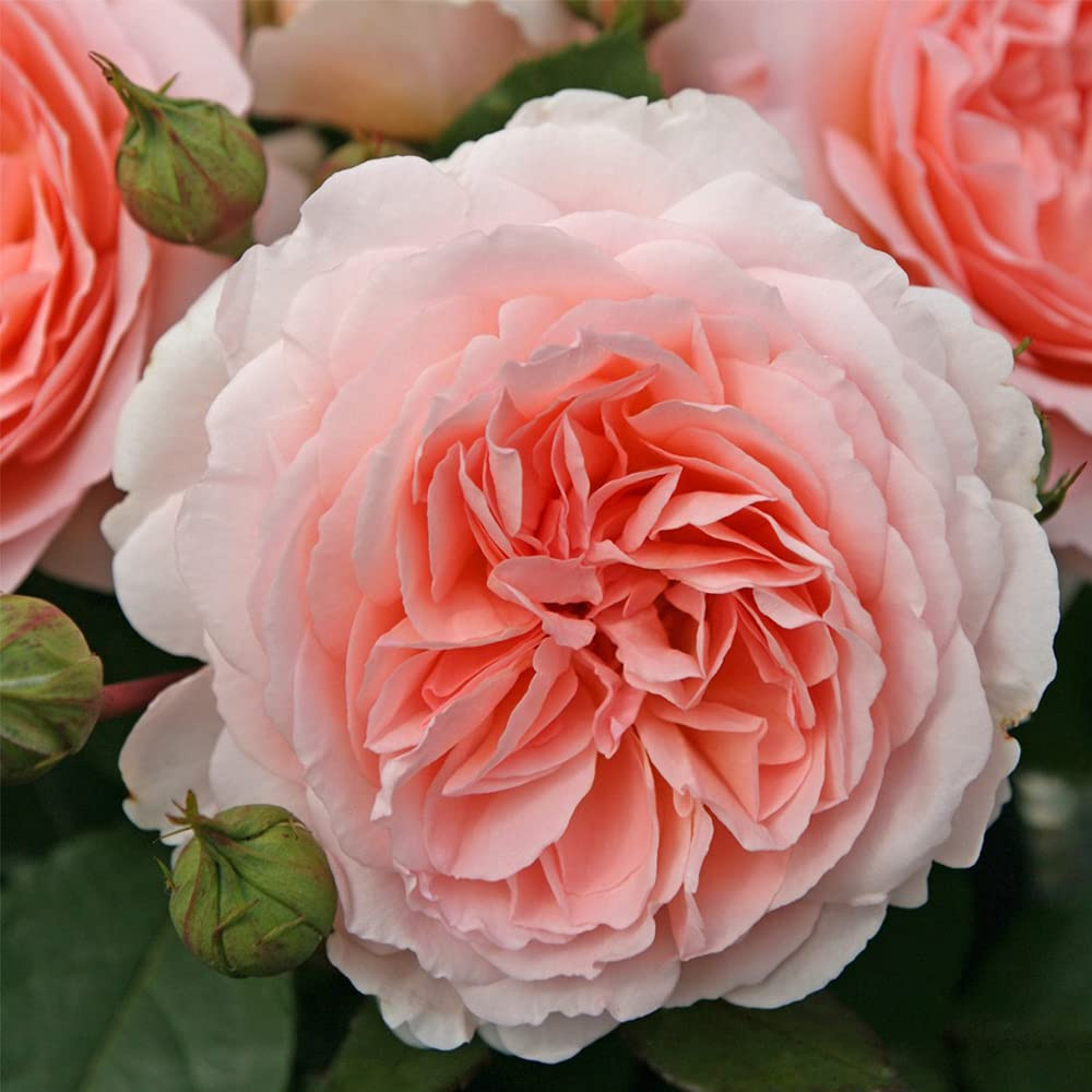 Heirloom Roses Parfuma® Bliss Rose Bush - Pink Floribunda Rose Plant for Outdoor Planting | Amazon (US)