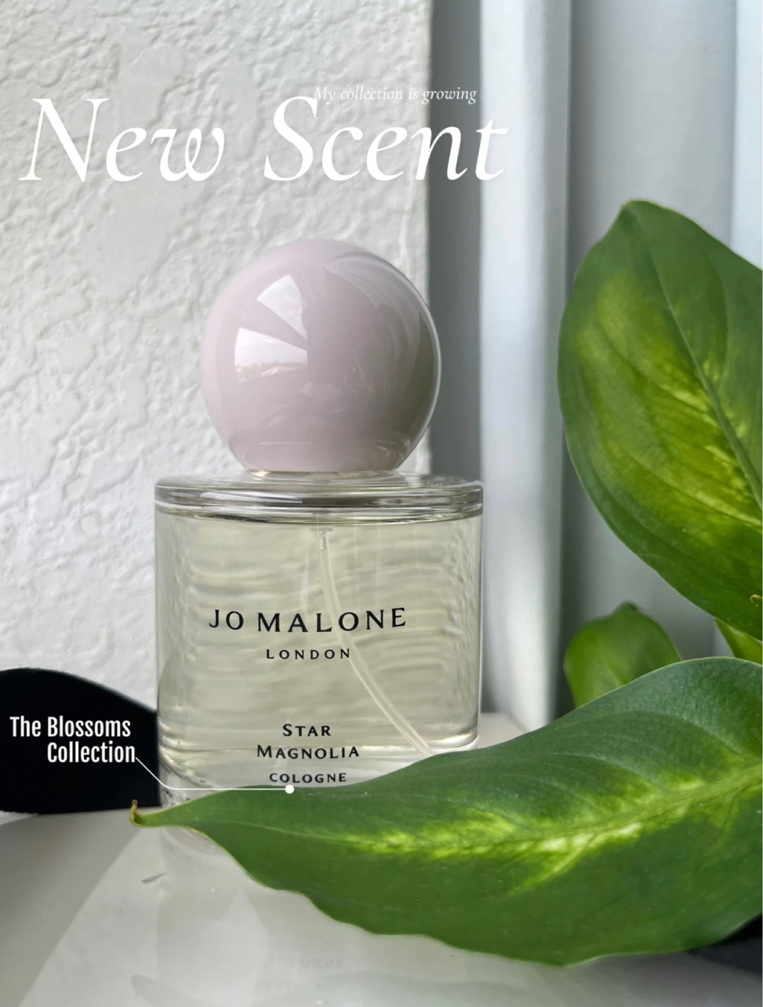 The new Blossom Collection by Jo Malone is out and I’m loving it for Spring! I picked up “Star Magnolia”. 
 Have you tried the Blossom Collection? Do you plan on it?

#LTKSeasonal #LTKFind #LTKbeauty