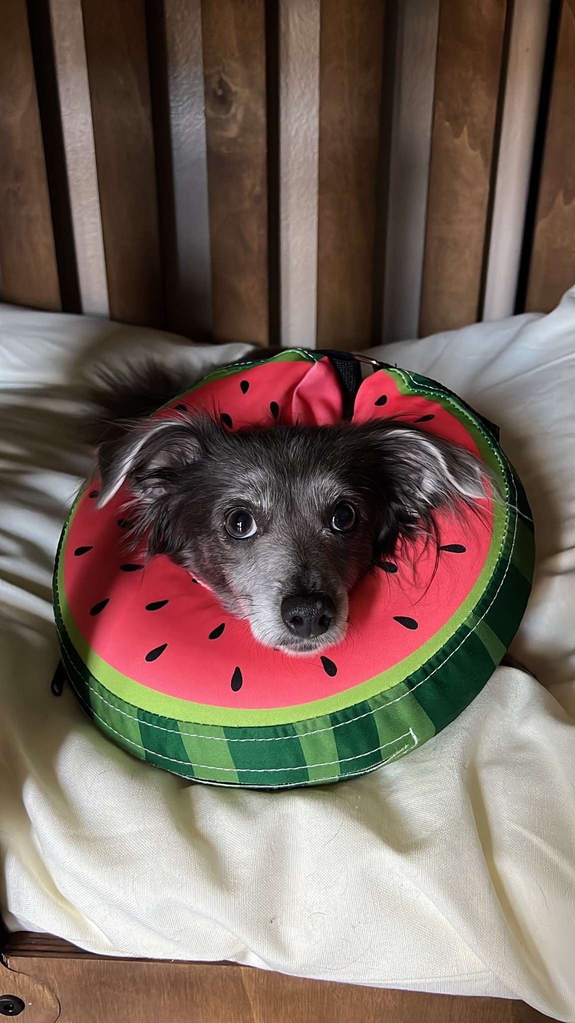 Inflatable cones are so much more comfy! #doglife #dogfinds #dogmom