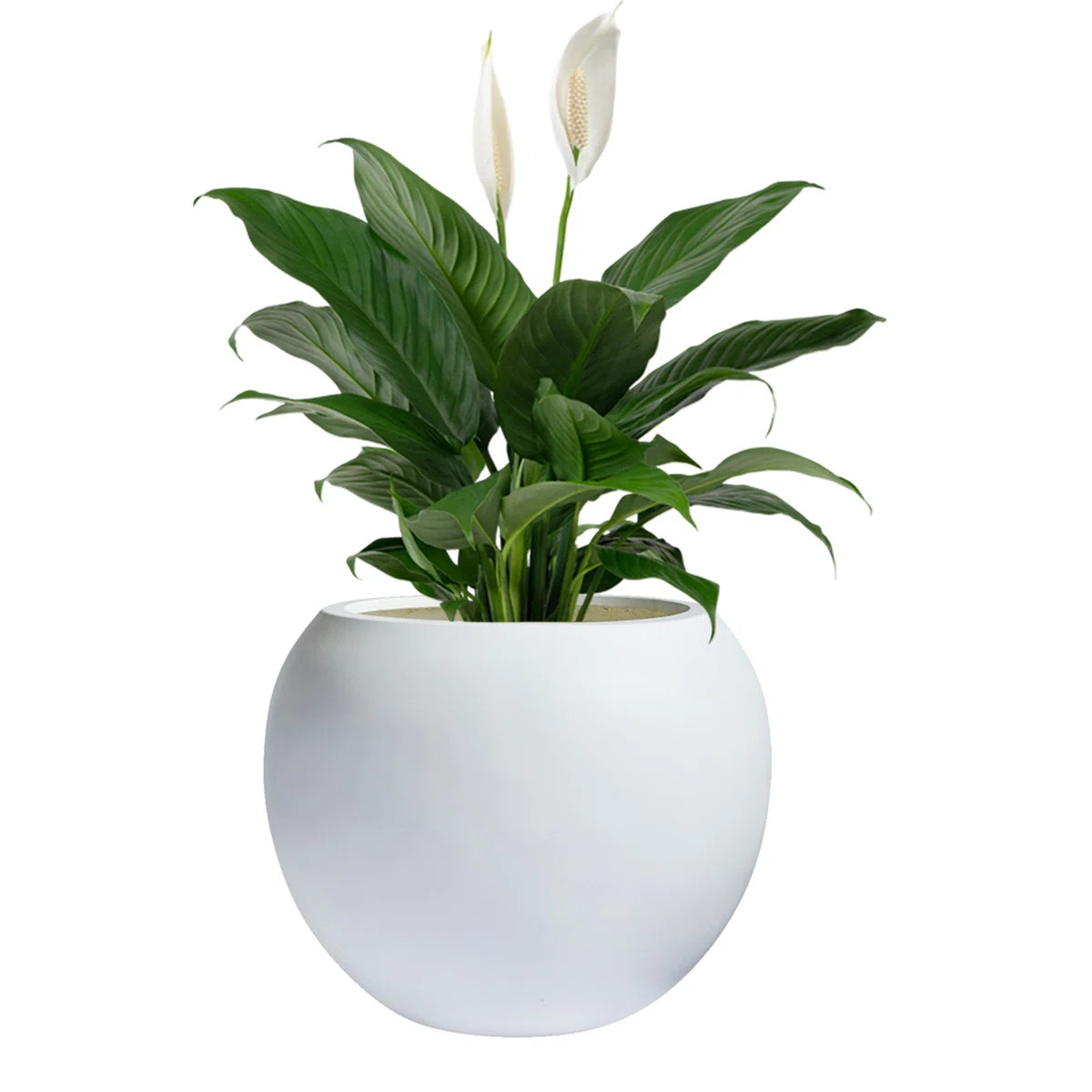 Dorlis Fiberstone Pot Planter | Wayfair North America