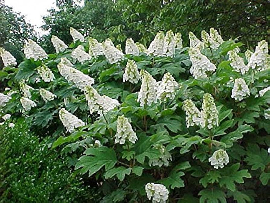 Snow Queen Oakleaf Hydrangea - Live Plant - (1 PT) | Amazon (US)