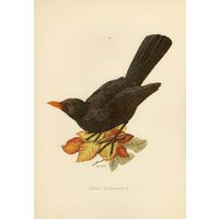 Blackbird Print Vintage Lithograph From 1953 | Etsy (US)