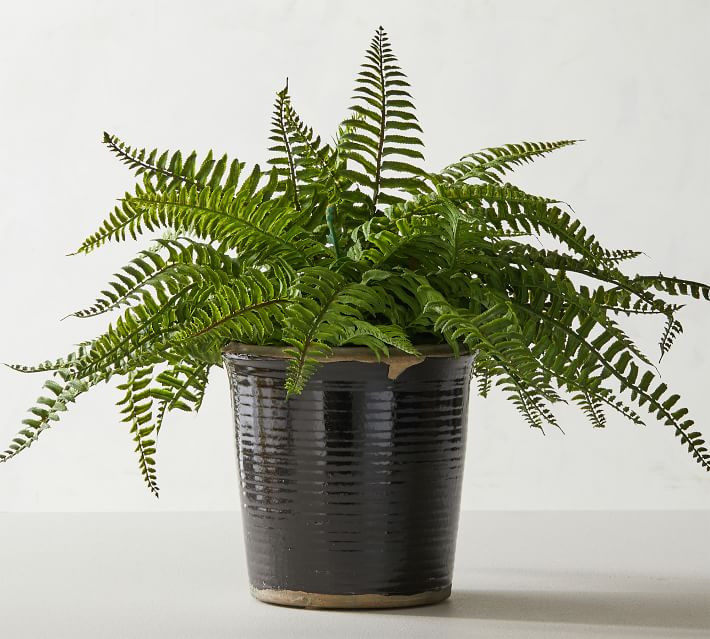 Faux Potted Poinsettias - White | Pottery Barn (US)