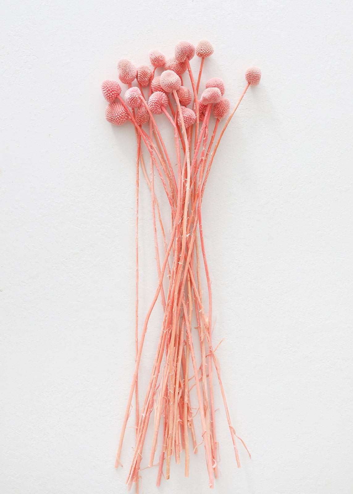 Pack of 20 - Coral Large Preserved Craspedia Billy Buttons - 18-24" Tall | Afloral (US)