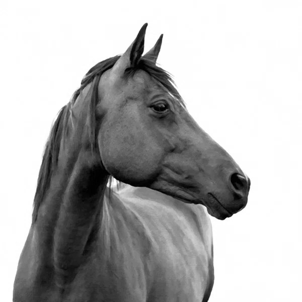 Horse On White by Stratus Creative | Wayfair North America