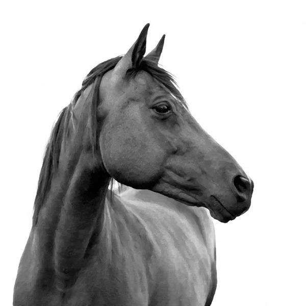 Horse On White by Stratus Creative | Wayfair North America