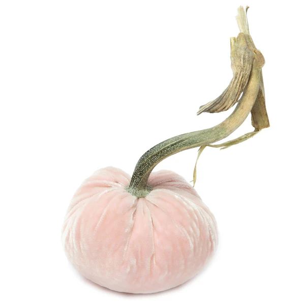 Blush Silk Velvet Pumpkin | Hot Skwash