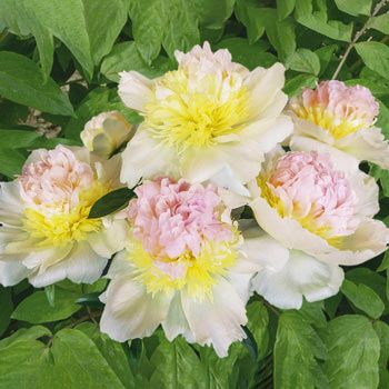 Buy Honey Gold Peony Online | Best Deal on Peonies | Breck's | Brecks