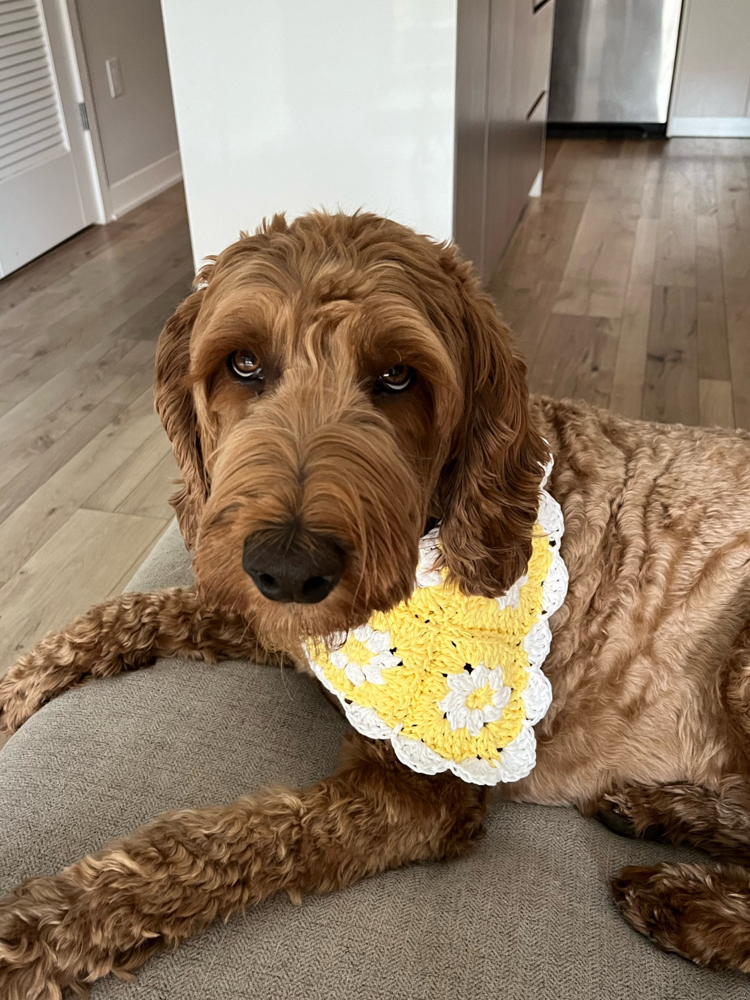 crochet daisy bandana pattern for pets 🥰 pattern and materials tagged below 

#LTKFamily #LTKSeasonal #LTKHome