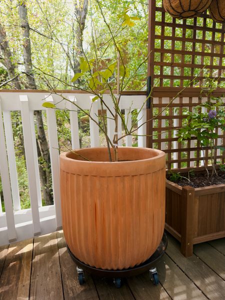 I’ve had this terracotta planter for years and it’s one of my favorite things I’ve bought for our patio. I bring it inside for the winter 🌿🍋

#LTKSeasonal #LTKhome