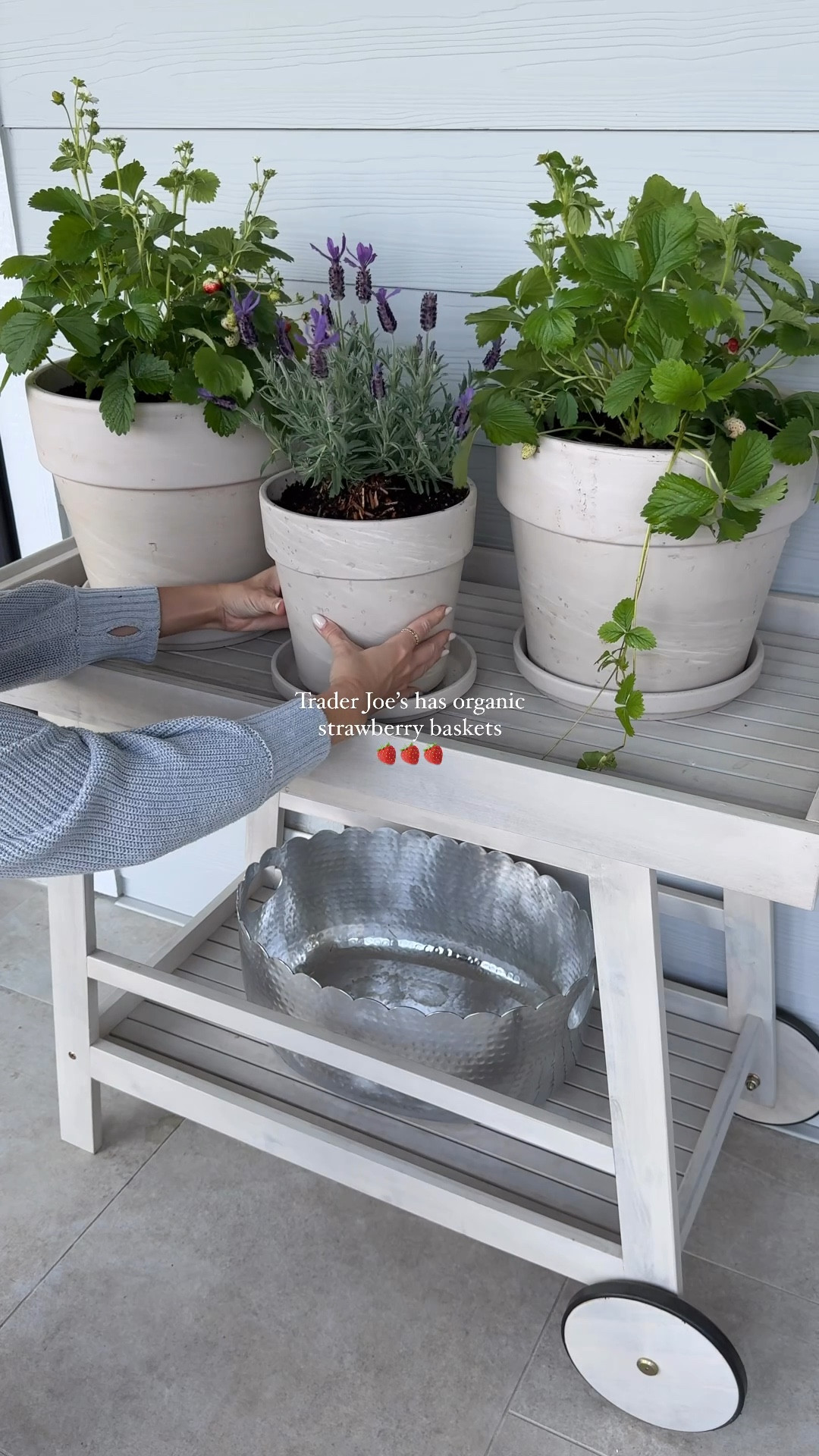 PSA: Trader Joe’s has organic strawberry baskets, lavender plants & mini olive trees, perfect for your spring garden/indoor plant collection! -look at all the baby strawberries 🍓

share for your next @traderjoes run 🛒
#traderjoes #traderjoesfinds #springgarden #garden #backyard #backyarddesign #outdoorliving #springtime 

#LTKSeasonal #LTKHome #LTKFindsUnder50