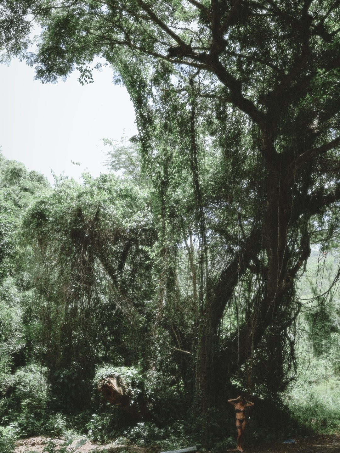 🦎🌳💚

Find me in the rainforest. 

#photoofday #rainforests #smallcontentcreator #seethebeauty #beautifulphotography #tezza #aestheticphotography
