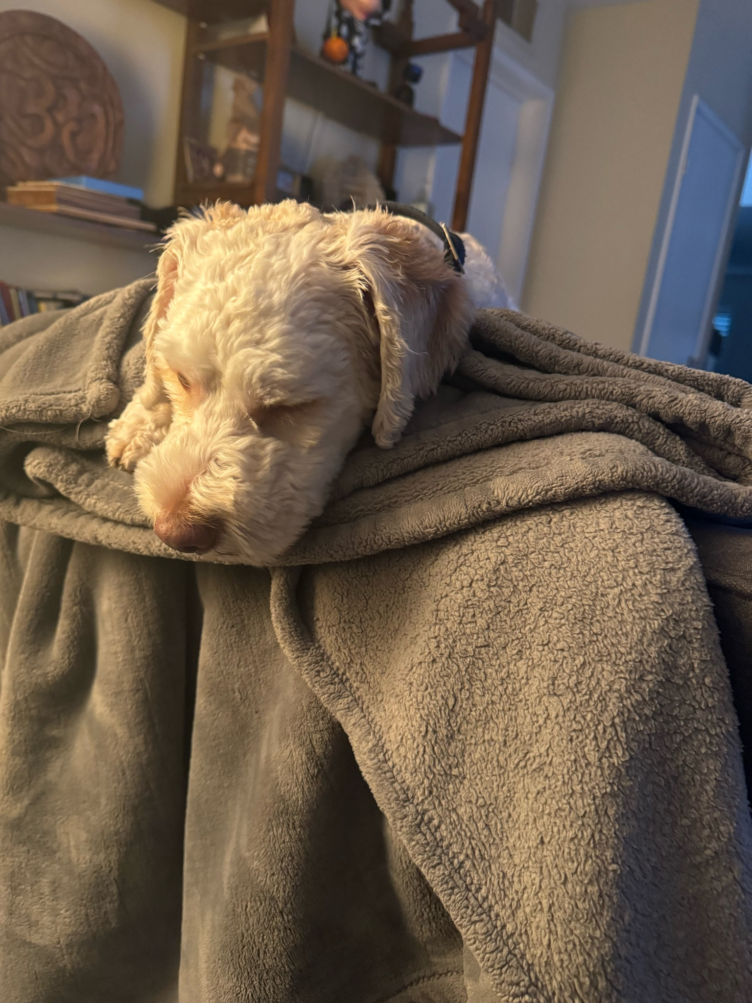 Dog approved plush blanket #dogapproved #plushblanket #fallishere #cozy #cuddleweather #cuddleweather #LTKFallSale 

#LTKSeasonal #LTKHalloween