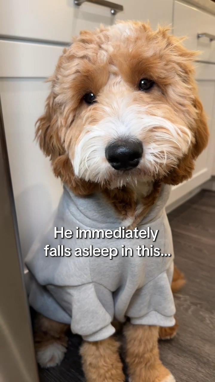 He never sits still… so this says a lot 💤 

This is from the @comfrt Coordinate collection (which isn’t being made anymore), but we have a few of their other hoodies and love them just as much! 

Clearly very stressful for Walter 😅

#goldendoodle #dogsofinstagram #doghoodies #puppy #foryou