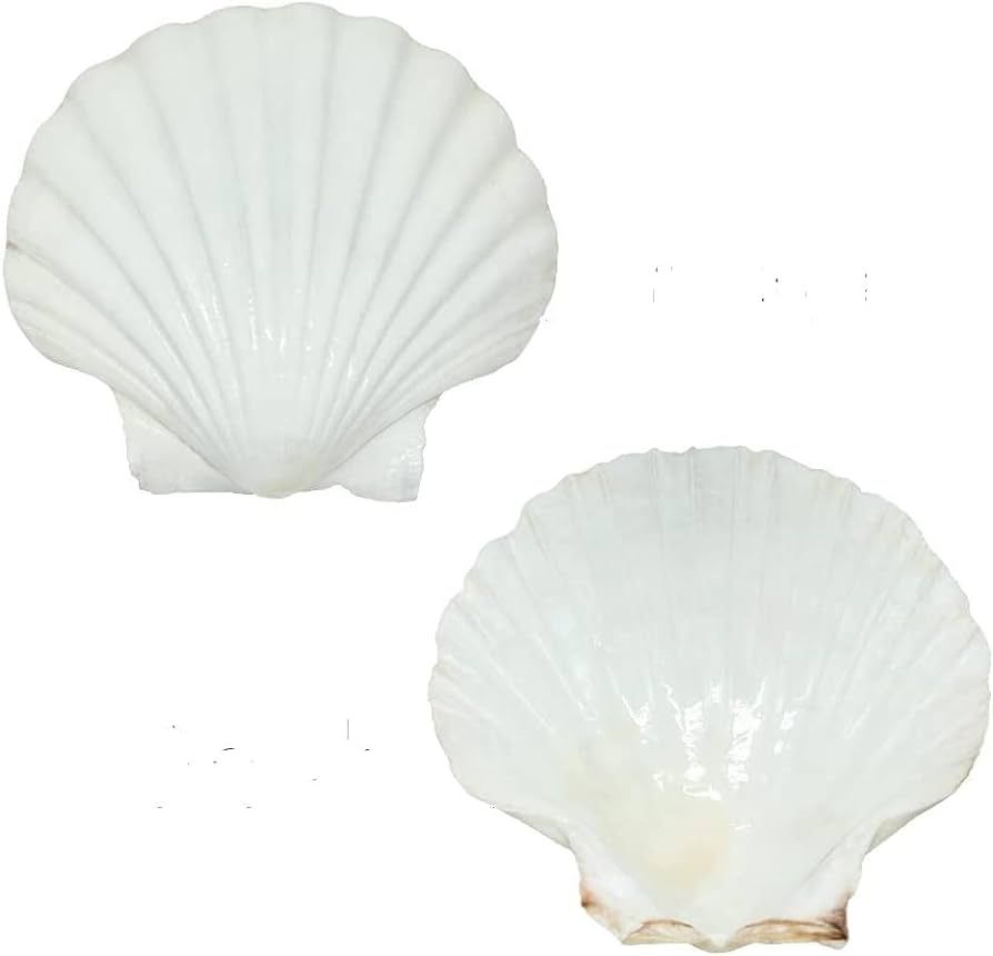 SEAJIAYI 10 PCS Large Natural White Scallop 4-5 inch Shells from Sea Beach for DIY Craft Decor Br... | Amazon (US)