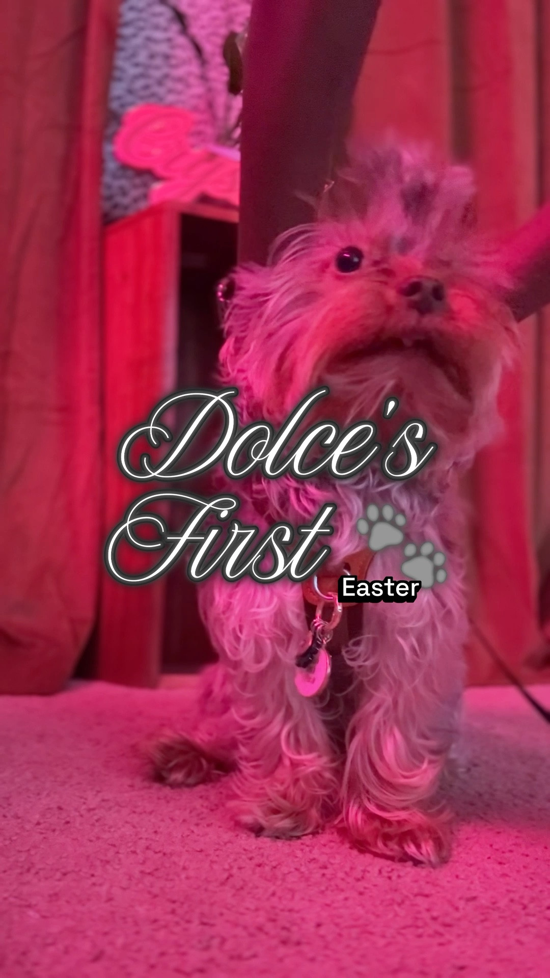 Dolce’s First: Easter 🐣

#LTKdayinmylife #LTKgrwm #LTKvlog