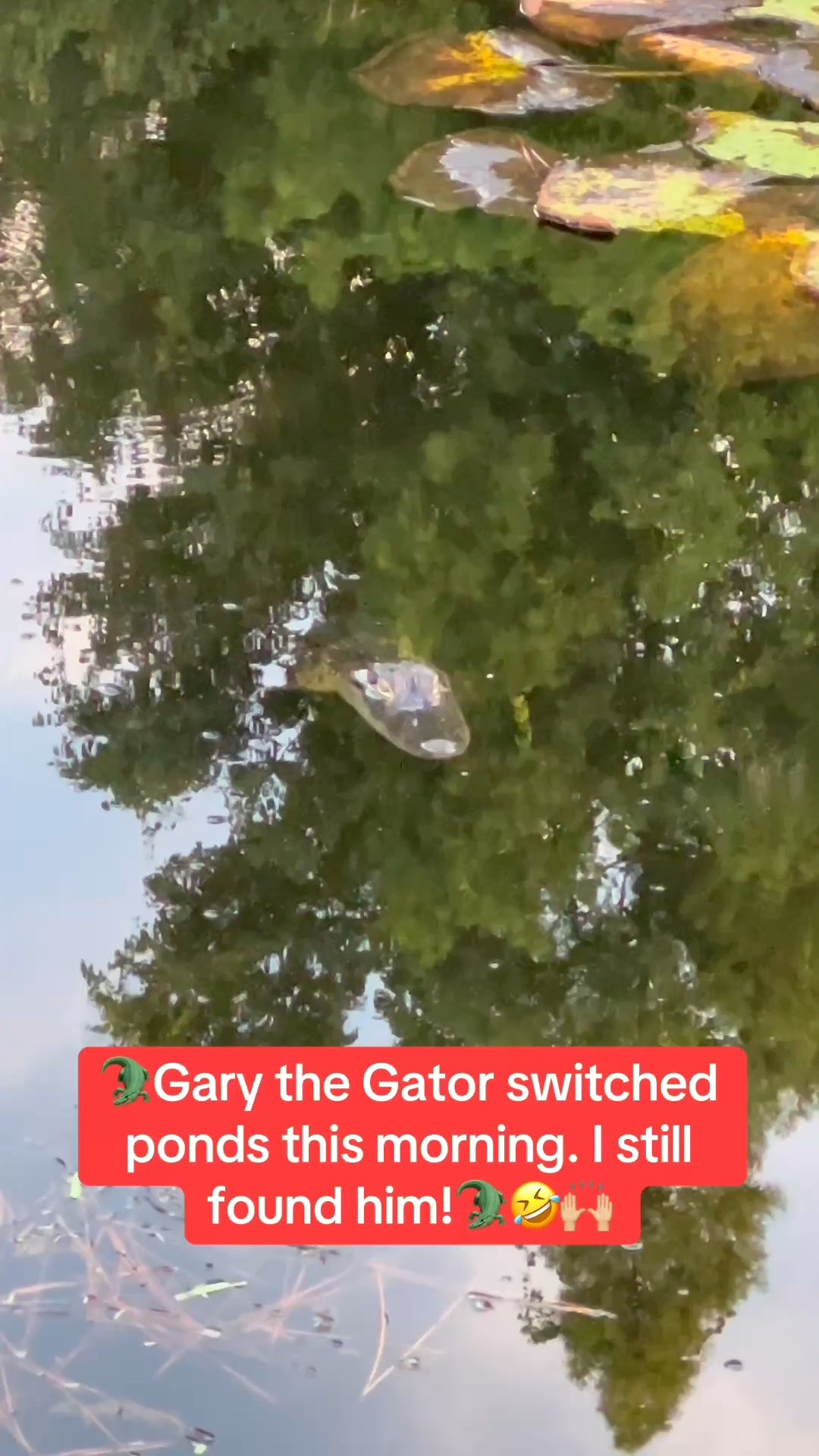 🐊Walking in my Hoka sneakers this morning, Gary the Gator switched ponds on me. I still found him!😂🐊🫣

#LTKSeasonal #LTKOver40 #LTKfitnessgoals #LTKTravel #LTKgrwm #LTKootd #LTKActive #LTKvlog