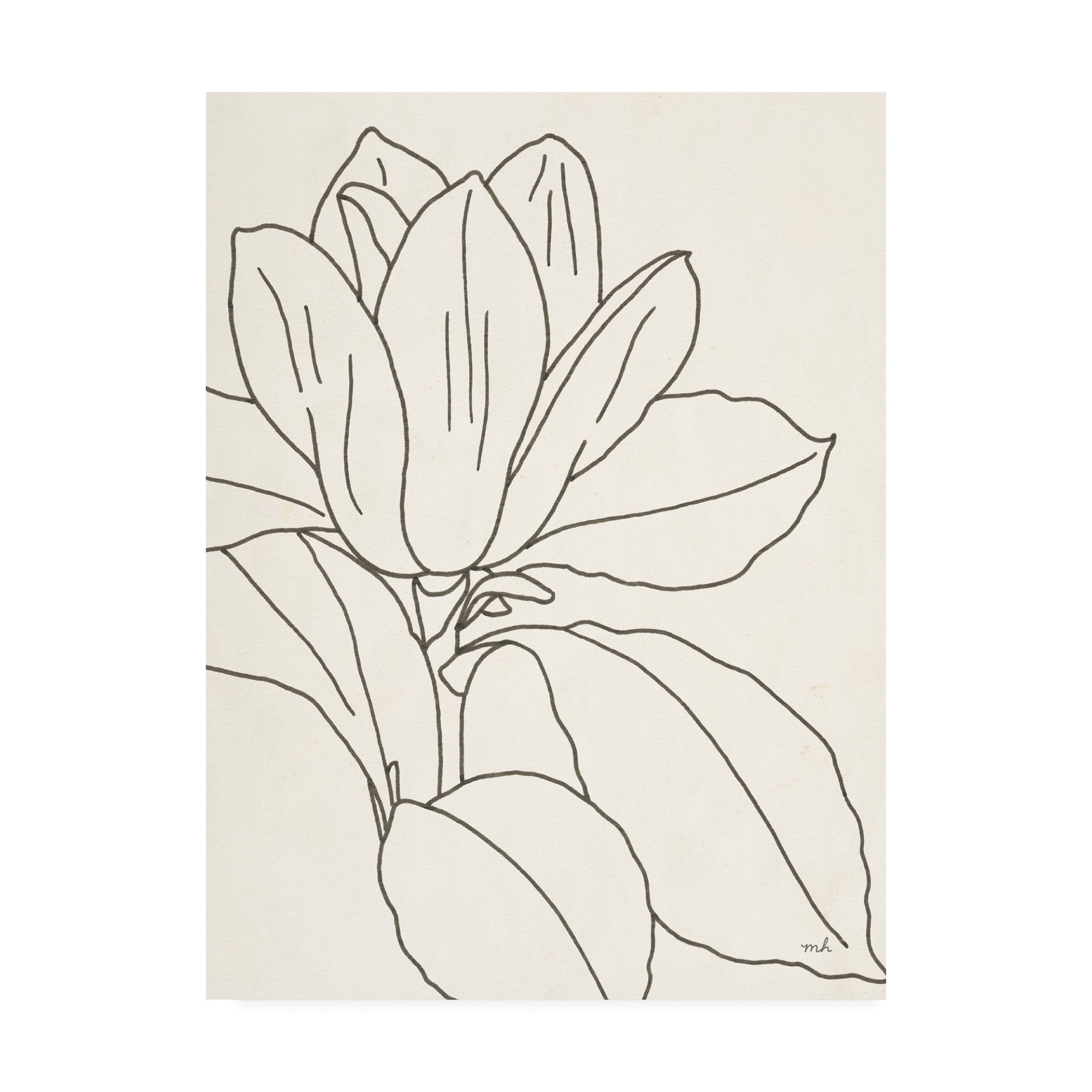 Trademark Fine Art 'Magnolia Line Drawing v2 Crop' Canvas Art by Moira Hershey | Walmart (US)