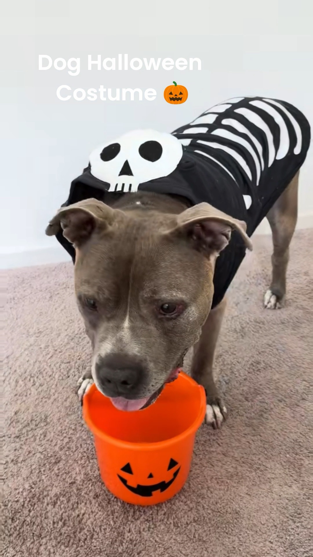 Spooky Skeleton Dog Costume from Target! 

#LTKHalloween #LTKSeasonal #LTKPets