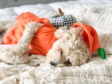 Momma’s sweet pumpkin 🎃
My pumpkin dog hoodie and other crowd favorites to choose from for your dog’s Halloween costume this year! 👻
#ltkdog #pumpkin #halloween #fall #costume  #trickortreat #tricks #treats 


#LTKstyletip #LTKSeasonal #LTKfamily