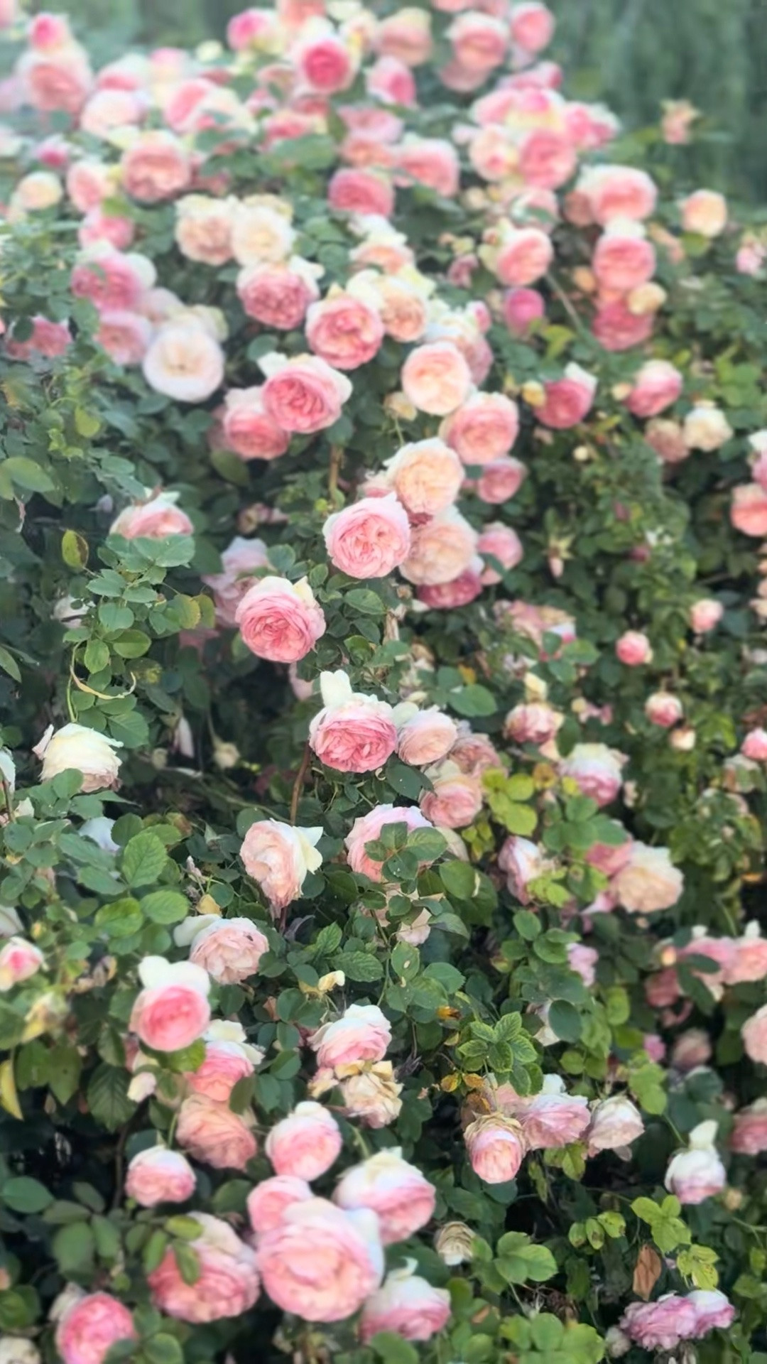 Our favorite pink climbing rose is deeply discounted for Amazon Prime Day! Don’t miss out on saving a bundle on this gorgeous rose that blooms continuously from spring until late fall! 💗

#LTKSeasonal #LTKHome #LTKSaleAlert