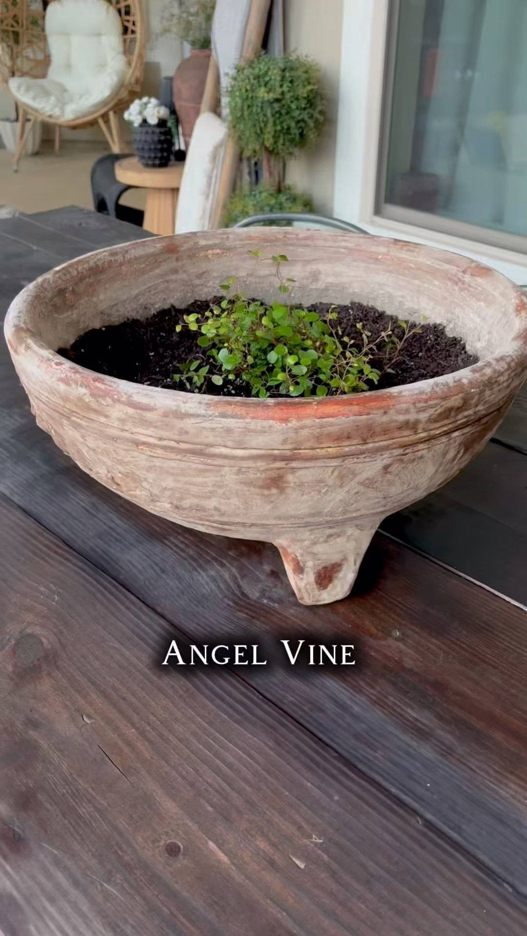 🌿Loving my Angel Vine plant…these are so pretty. 
Looks great with my DIY aged Terracotta Pot~it came out perfect. 

#fyp #terracotta #plants #outdoor #DIY

#LTKdayinmylife #LTKActive #LTKHome