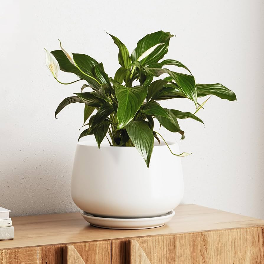 LE TAUCI Ceramic Planter, 10 Inch, Large Plant Pot, Indoor Plant Pot, White | Amazon (US)