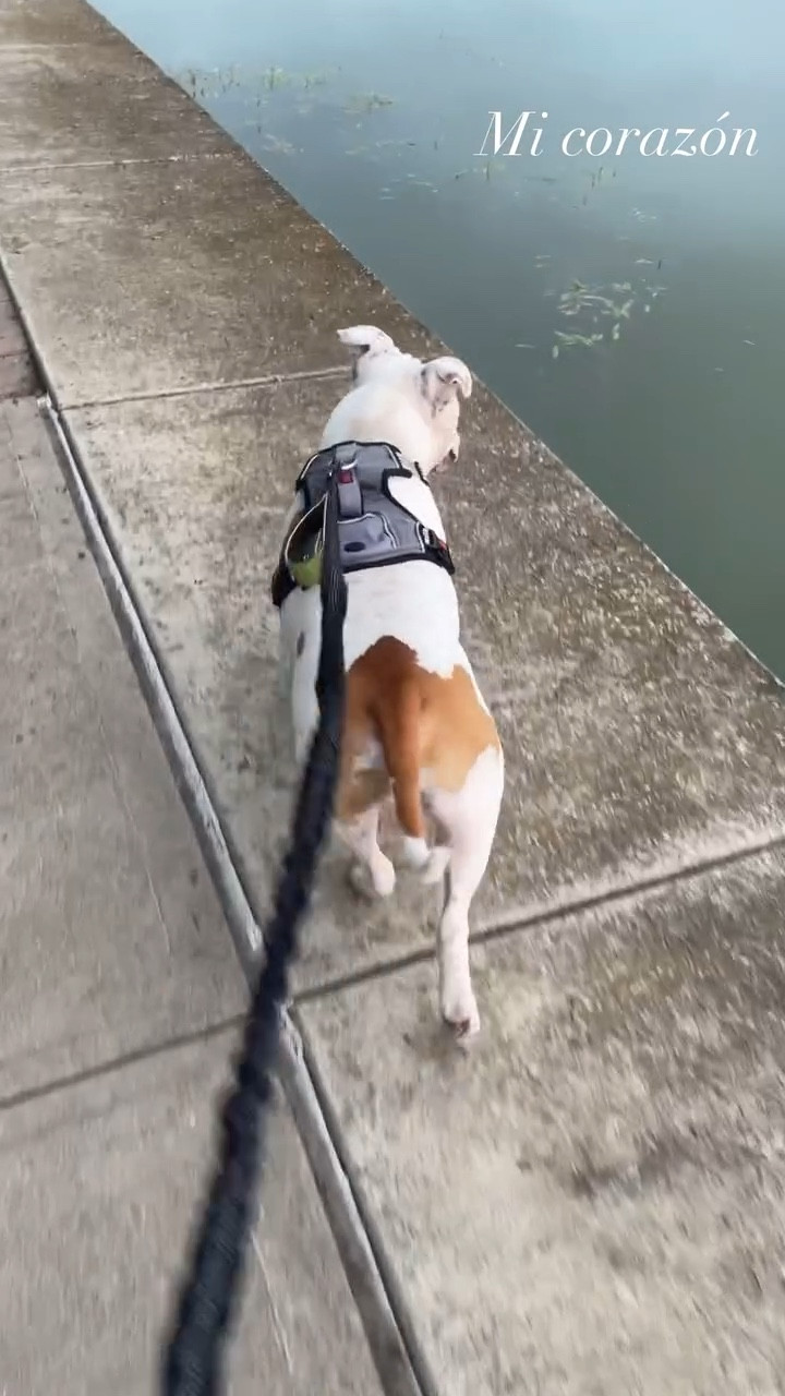 Dog waist lease for hiking and jogging, hands free dog walking from Amazon. And harness from Kong.

#LTKActive #LTKFamily #LTKFitness