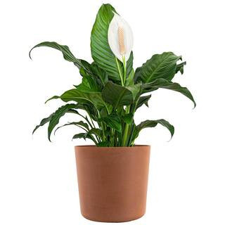 Peace Lily Plant Live Spathiphyllum Indoor Outdoor Plant in 10 in. Premium Ecopots Terracotta | The Home Depot