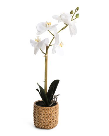 20in Real Touch Phalaenopsis Orchid In Cane Look Cement Pot | TJ Maxx