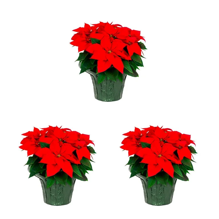 Holiday Time 1.5QT Red Poinsettia Live Annual Plant Sun 3-Pack | Walmart (US)
