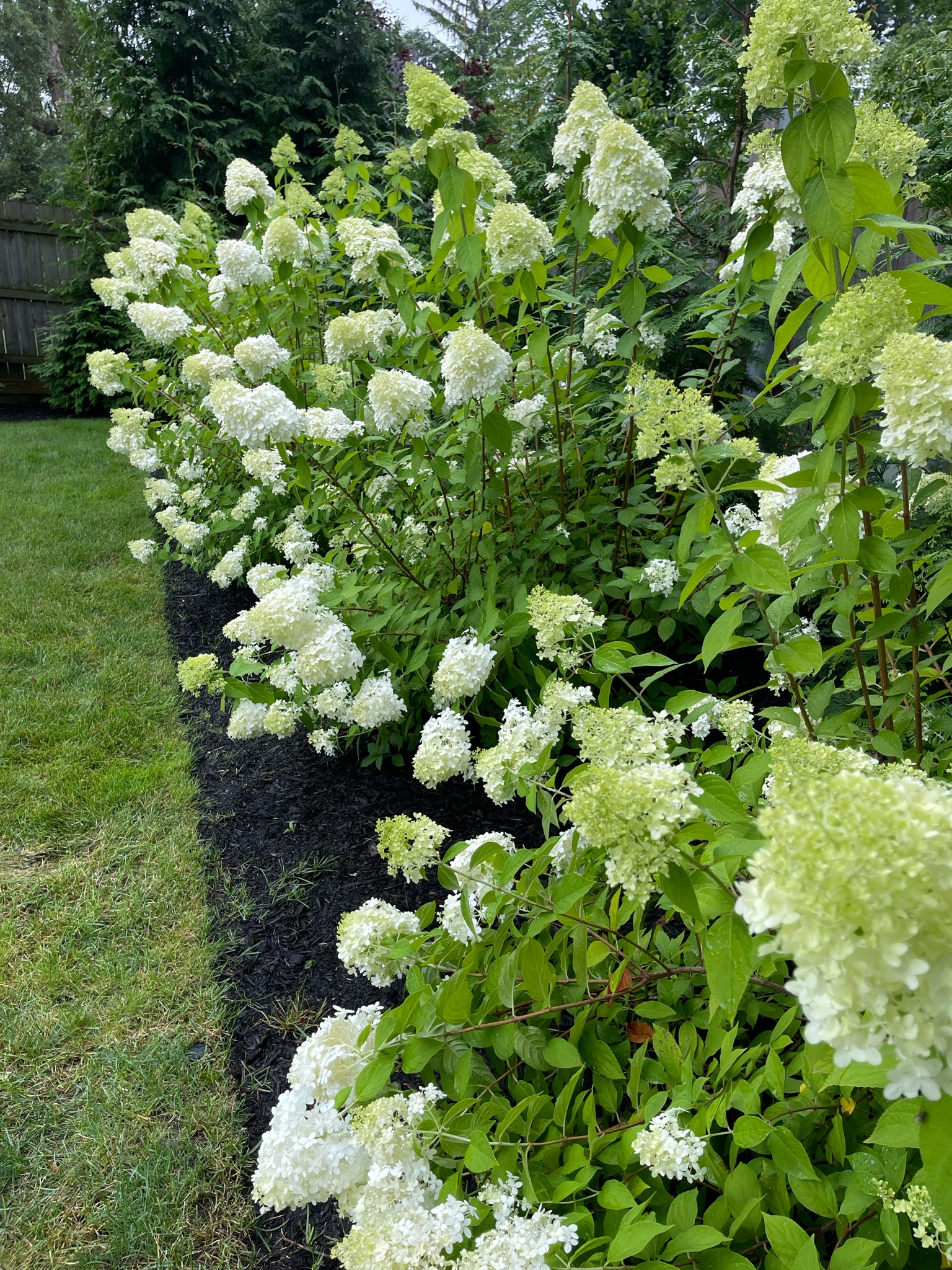 Got my new shears for pruning time! 

#LTKSeasonal #LTKhome #LTKunder50