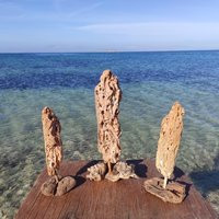 Set Of Three One-Of-A-Kind, Natural Abstract Driftwood Sculptures On Stand.beach House Living | Etsy (US)