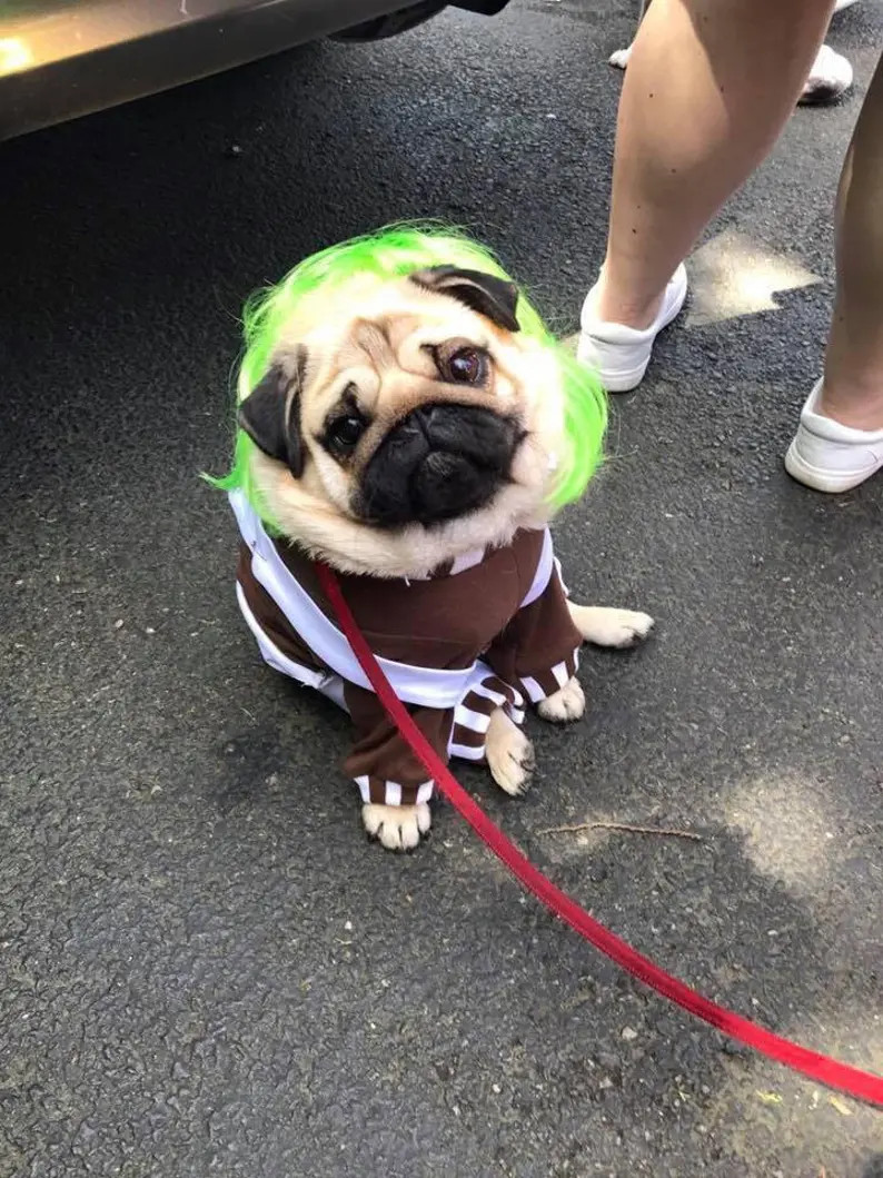 Oompa-Loompa dog costume, Halloween dog costume, Charlie & the Chocolate Factory | Etsy (US)