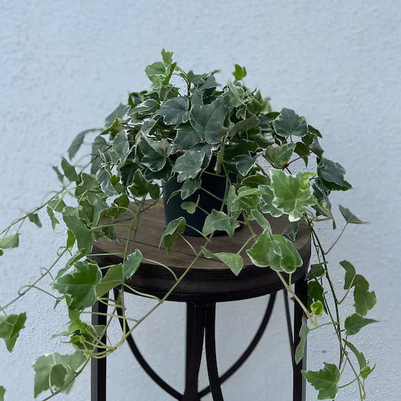 LIVE Variegated Ivy Plant Hedera Helix Variegata Evergreen - Etsy | Etsy (US)