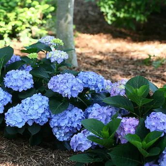 Proven Winners Multicolor Let's Dance Blue Jangles Reblooming Hydrangea Flowering Shrub in 1-Gall... | Lowe's