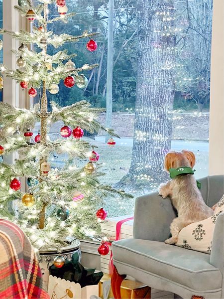 You comfy, buddy? He’s just watching intently for the neighborhood cat to walk by so that he can raise a ruckus for no reason. 

#watchdog #catwatch #mailmenbeware #guardpup #morebarkthanbite #howivintage #vintagehome #collectedhome #vintagechristmas #vintageornaments #shinybrite  #christmasdecor #grandmillennial #grandmillenial #grandmillennialchristmas #grandmillennialhome #freshtraditional #traditionalisclassic #traditionalwithatwist #myvintagehome #seasonsofhome #myseasonalstyling  

#LTKHoliday #LTKSeasonal