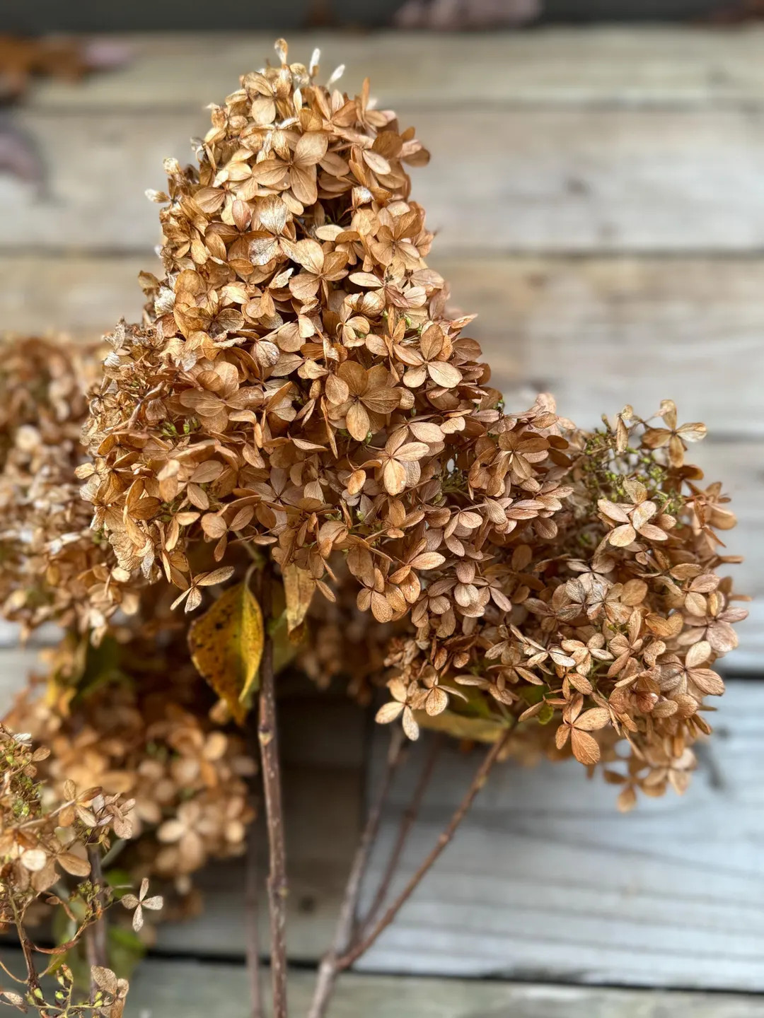 Dried Neutral Beige Limelight Hydrangea Stems, Dried Flowers, Dried Flower Heads, Flower Craft Ki... | Etsy (US)