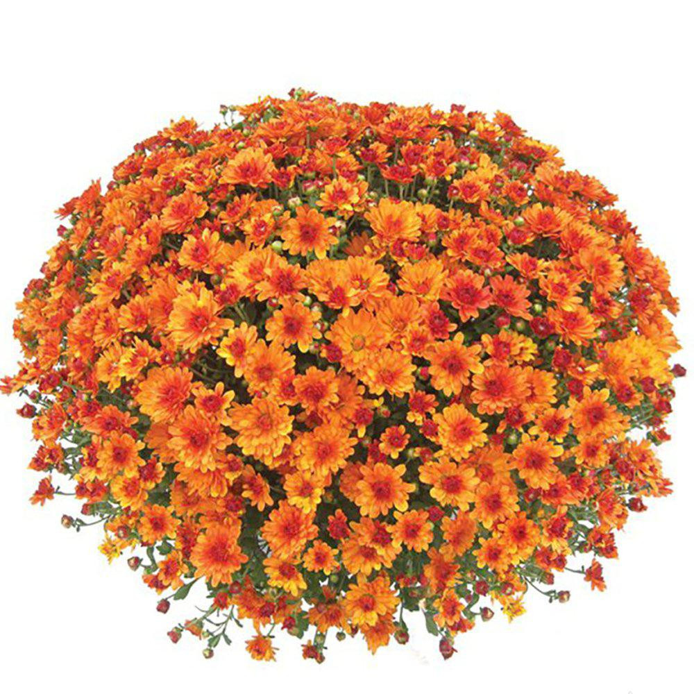 Mum Chrysanthemum Plant Orange Flowers in 1 Gal. Grower's Pot (2-Plants) | The Home Depot