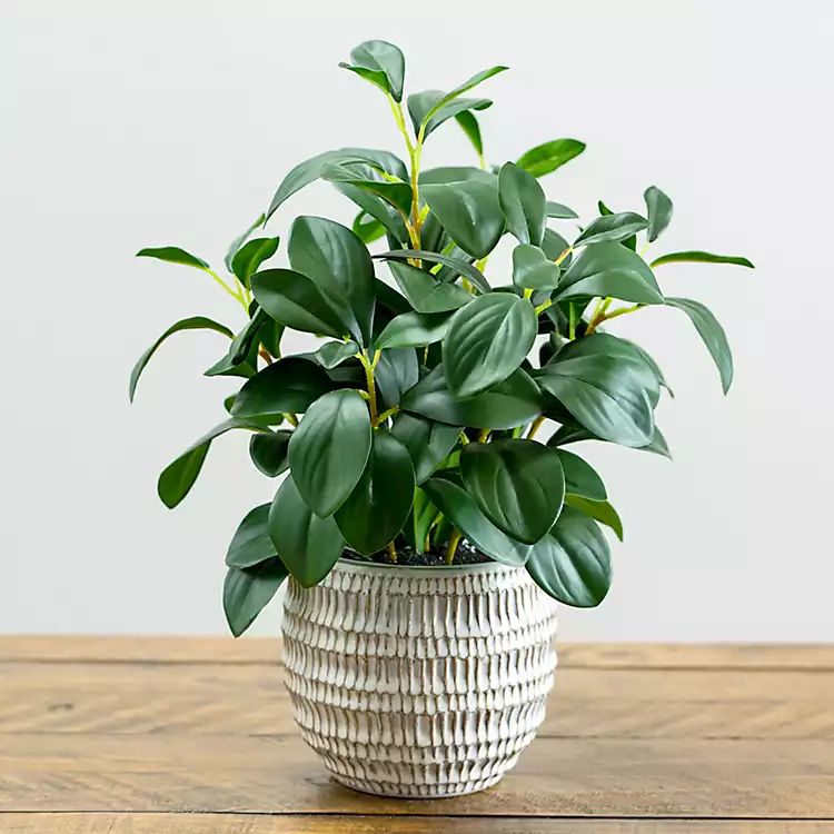 New!Peperomia Greenery Plant Arrangement | Kirkland's Home