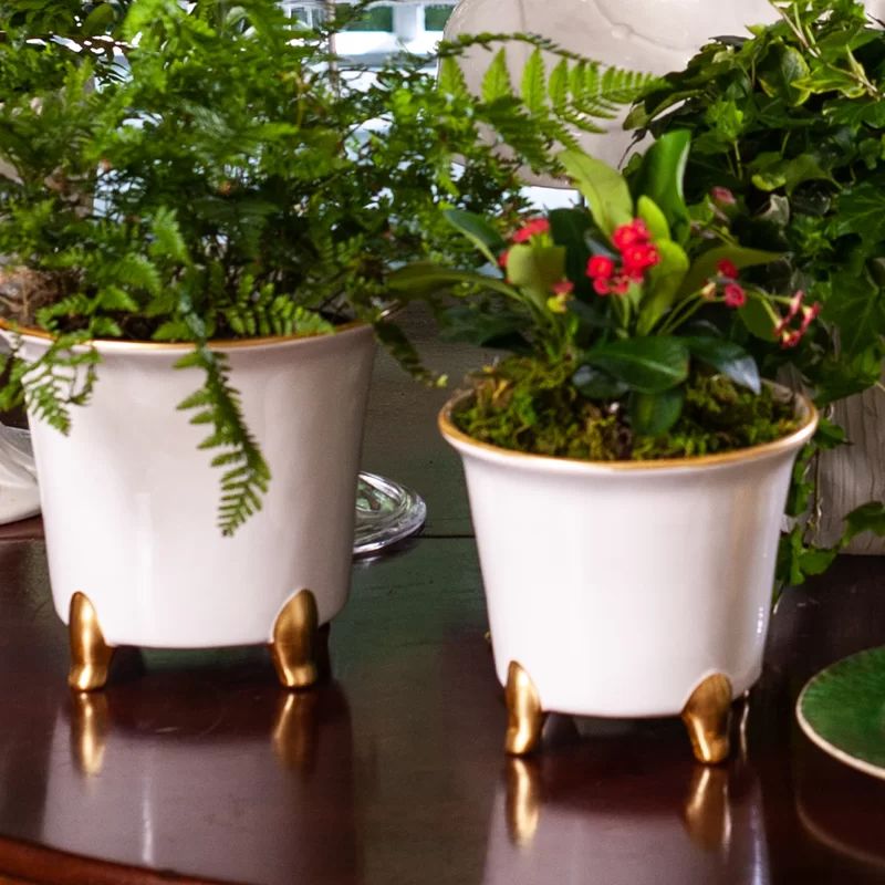 Jaipur Ceramic Indoor Pot Planter | Wayfair North America