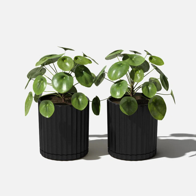 Veradek Demi Series 6" Planter | AllModern