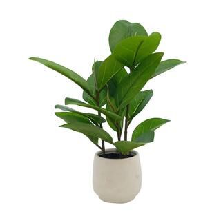 13" Fig Plant in White Ceramic Pot by Ashland® | Michaels Stores