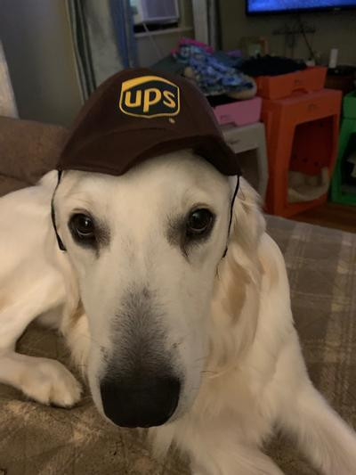 CALIFORNIA COSTUMES UPS Delivery Driver Dog & Cat Costume, Small - Chewy.com | Chewy.com