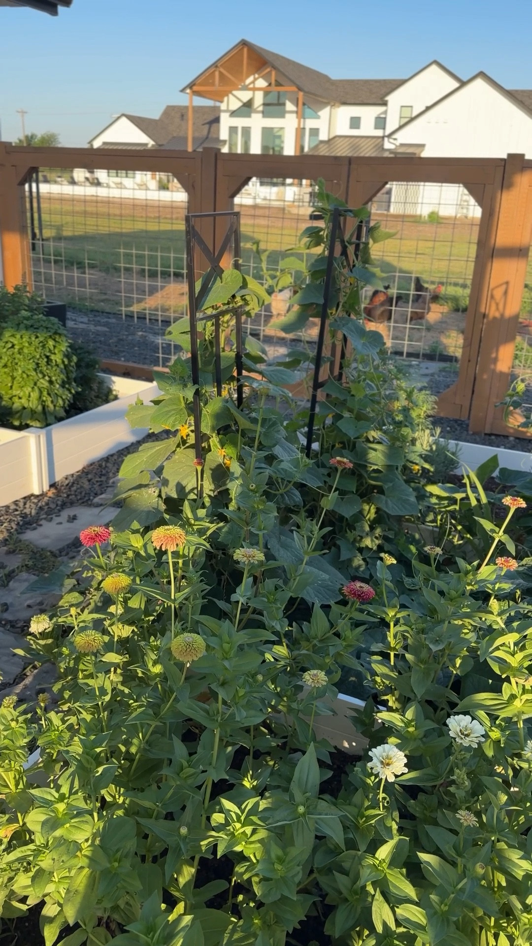 #Ad We’ve had these planters in our chicken coop garden for a few years now and they’ve held up so well. They keep everything looking neat without a ton of effort. We also added the cutest window boxes and I love having a spot to plant a little extra.

#AD @wayfair #wishyouwerehere #outdoor #wayfair #wayfairpartner

#LTKHome #LTKSaleAlert #LTKmorningroutine