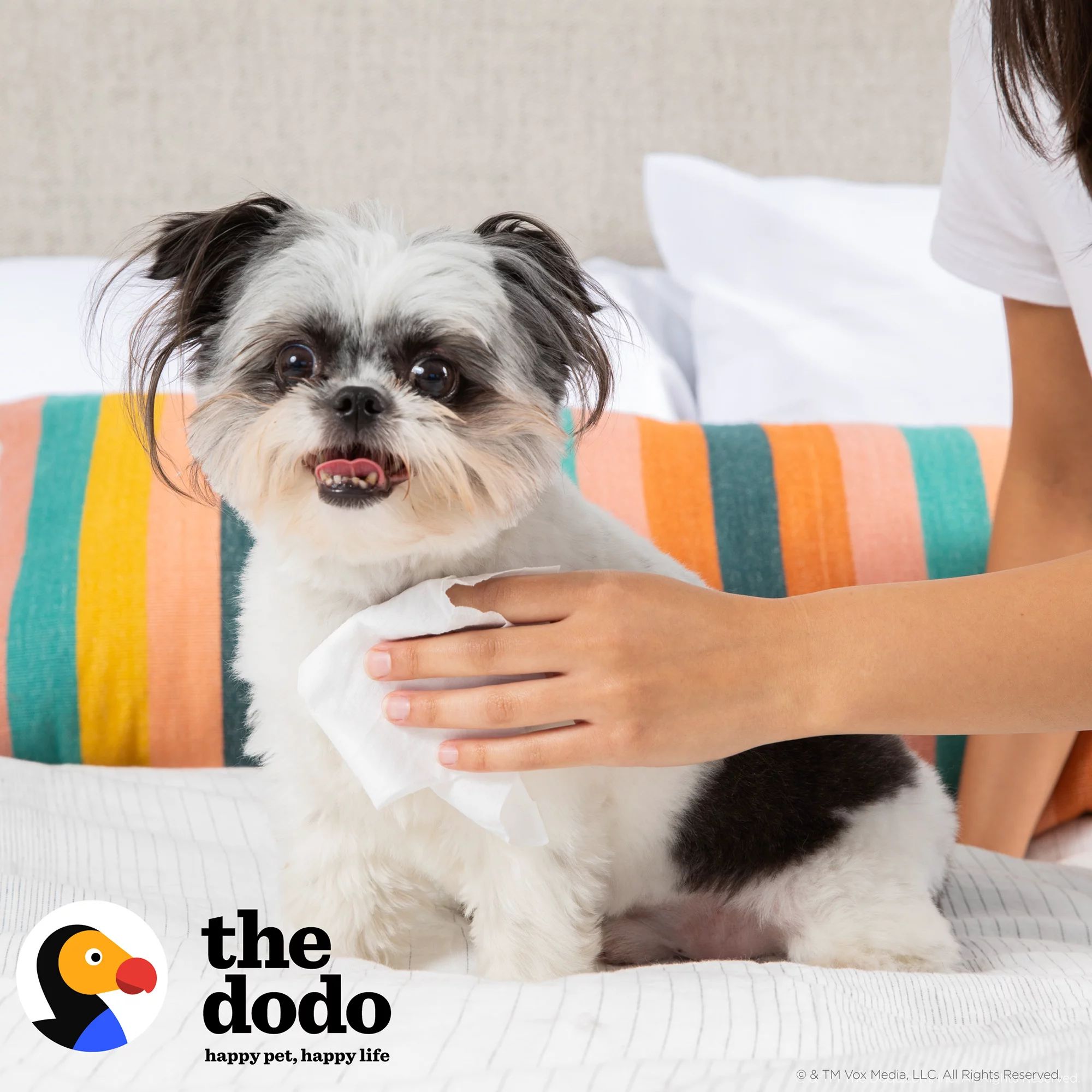 The Dodo Multipurpose Dog Grooming Wipes 30ct | Walmart (US)